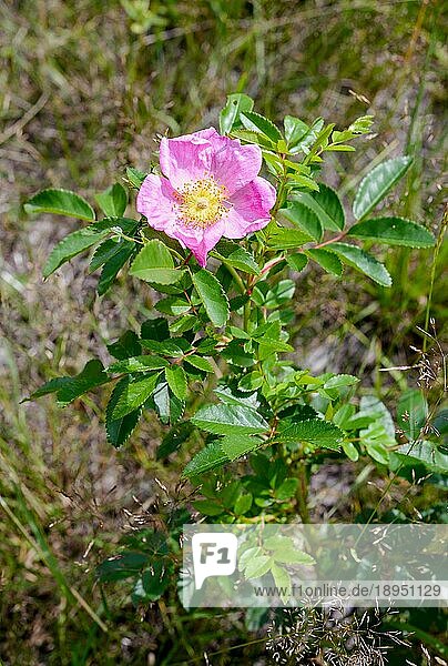 Eine schöne Rose (rosa rubiginosa)  auch bekannt als Heckenrose  Hundsrose  süße Heckenrose  Heckenrose  Hagebutte oder Eglantine  unter der warmen Frühlingssonne  in Kiew  Ukraine  Europa