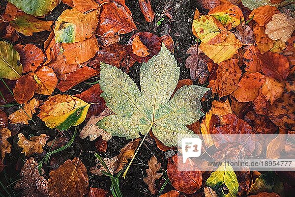 Herbst Ahornblatt in einem Wald mit verschiedenen Herbstblätter auf dem Boden im Herbst mit Tau und schönen Herbstfarben