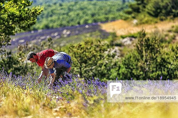 Typische Szene  zwei Arbeiter im Lavendelfeld  Anbau von Lavendel  Ferrassières  Drôme  Drome  Provence  Frankreich  Europa