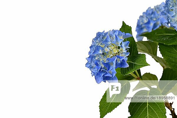 Blaue Blüten der Pflanze 'Hydrangea' auf weißem Hintergrund mit Leerzeichen