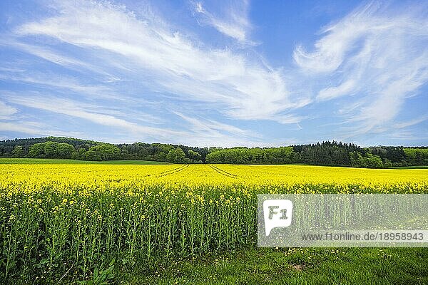 Schönes Rapsfeld mit gelben Blüten unter blauem Himmel im Sommer