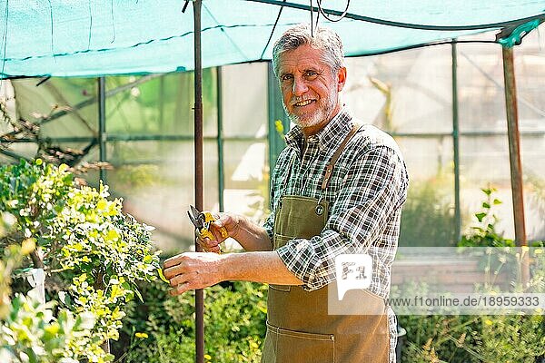 Porträt eines älteren Gärtners  der in einer Gärtnerei im Gewächshaus arbeitet und die Blumen kontrolliert