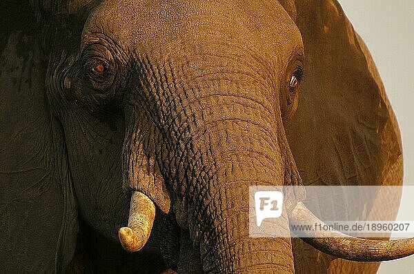 Afrikanischer Elefant (loxodonta africana)  Nahaufnahme des Kopfes mit Stoßzähnen  Nähe Chobe Fluss  Botsuana
