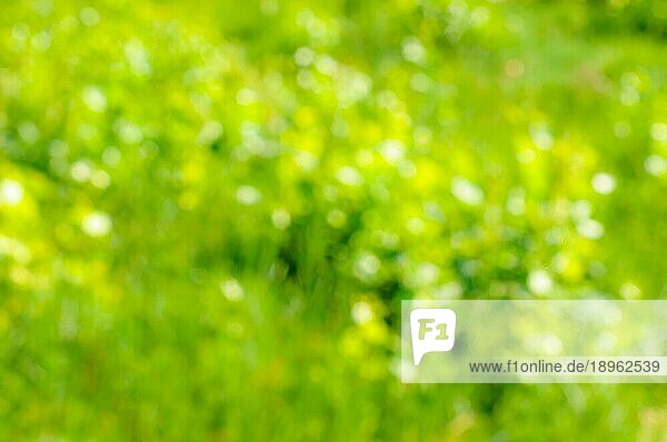 Ein natürliches grünes  gelbes Bokeh von Blumen auf einem Feld