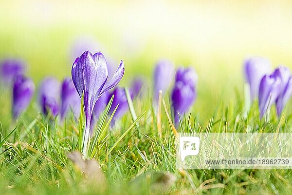 Violett blühende Krokusse auf einer Frühlingswiese im hellen Tageslicht
