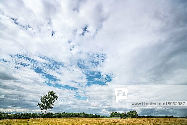 Ländliche Landschaft mit Getreide auf einem Feld an einem bewölkten Tag im Sommer