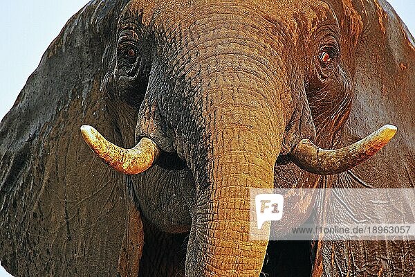 Afrikanischer Elefant (loxodonta africana)  Nahaufnahme des Kopfes mit Stoßzähnen  Nähe Chobe Fluss  Botsuana