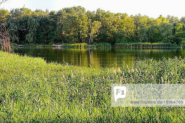 In der Nähe des Sees wächst im Sommer grünes Schilf. Das Abendlicht spielt mit dem Wind und schafft eine ruhige Atmosphäre