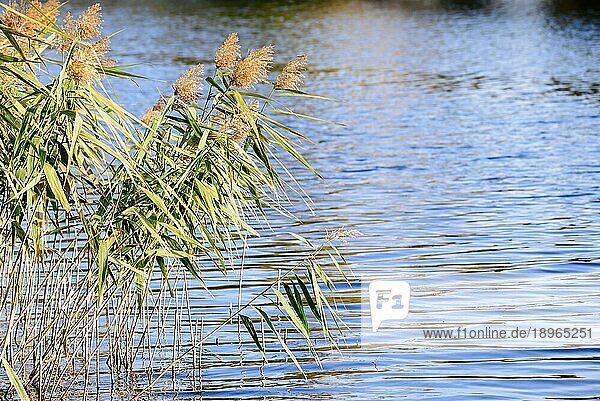 (Phragmites australis) Blätter und Blüten in der Nähe des Sees werden im Herbst vom Wind bewegt