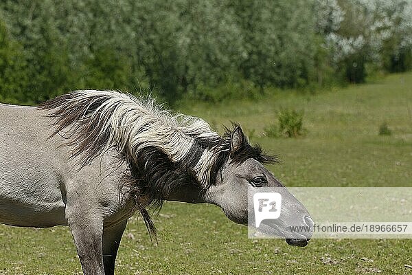 Tarpanpferd (equus caballus) gmelini
