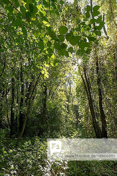 Unentwirrbarer und üppig grüner Herbstwald an einem sonnigen Tag