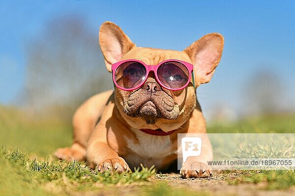 Niedliche französische Bulldogge mit rosa Sonnenbrille im Sommer an einem heißen Tag