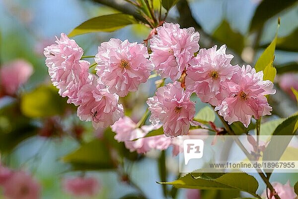 Schöne rosa Kirschblüten unter der warmen Frühlingssonne