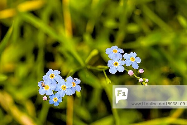 Blaue (Myosotis) arvensis Blüten wachsen im Wald