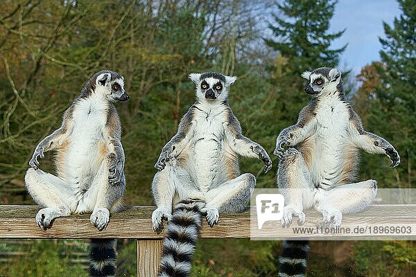 Katta (Lemur catta)  adult drei Tiere sitzen zusammen und sonnen sich  wachsam  captive