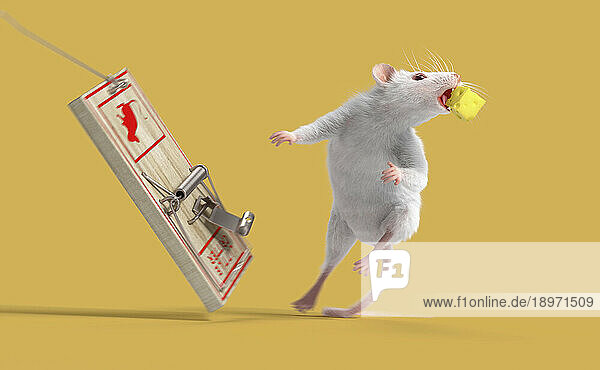 White mouse escaping trap with cheese