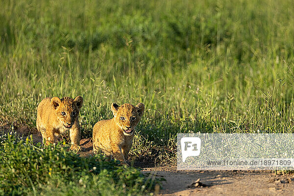 Two lion cubs  Panthera leo  walk through grass  in golden light.