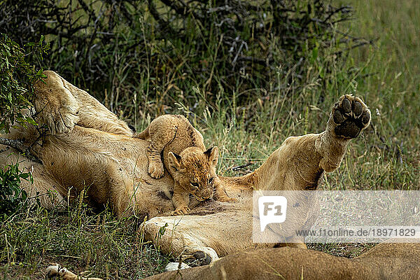 A lion cub  Panthera leo  suckling from its mother.