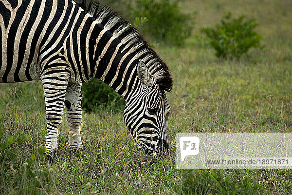 A Zebra  Equus quagga  grazing on grass.