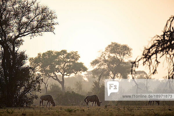Wildebeest  Connochaetes  grazing in the early morning.