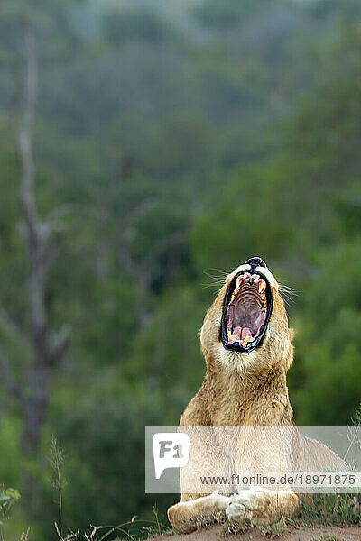 A Lioness  Panthera leo  yawning.