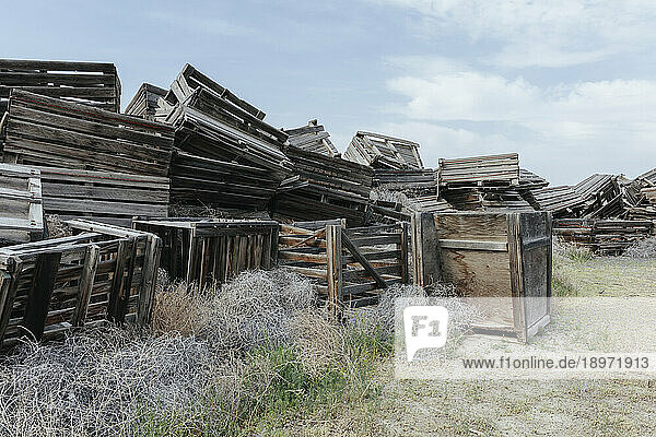 Pile of rotting discarded wooden fruit storage boxes or pallets  tumble weed scattered about.
