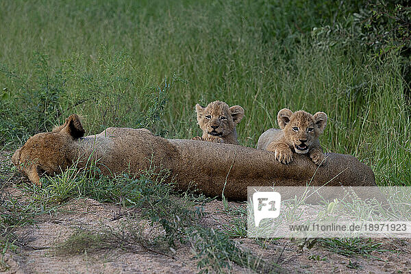 Lion cubs  Panthera leo  climbing on their mother.