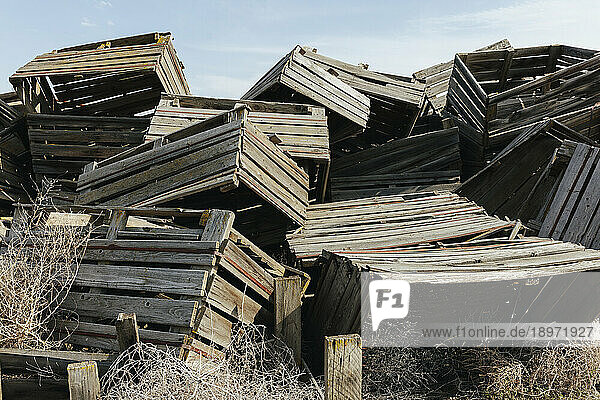 Pile of rotting discarded wooden fruit storage boxes or pallets  tumble weed scattered about.