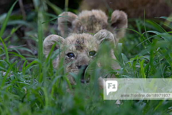Lion cubs  Panthera leo  lying with their mother in long grass  heads visible above the grass.