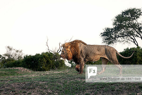 Side profile of a male lion  Panthera leo  walking.