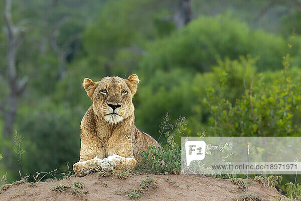 A Lioness  Panthera leo  lying down on the ground.