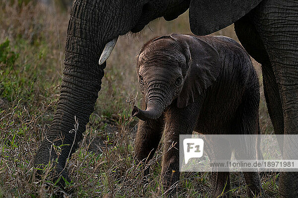 A baby elephant  Loxodonta africana  framed by its mother.