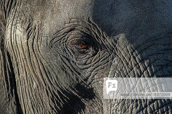A close-up of an elephant's eye  Loxodonta africana.
