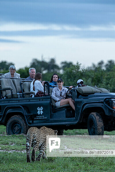 A male leopard  Panthera pardus  walks in front of a safari vehicle.