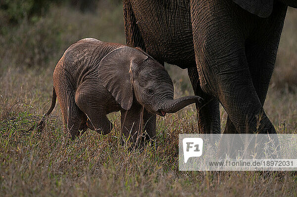 A baby elephant  Loxodonta africana  walking next to its mothers legs.