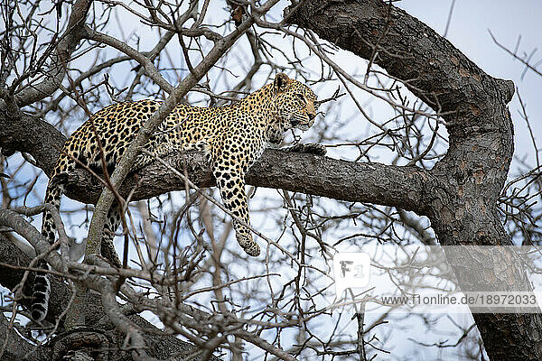 A leopard  Panthera pardus  lying up in a tree.