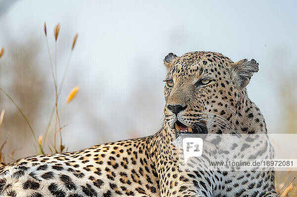 A close-up of a leopard  Panthera pardus  looking to the side.