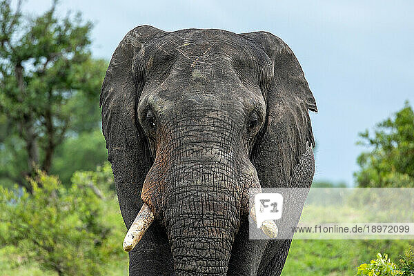 A close-up of an elephant  Loxodonta africana.