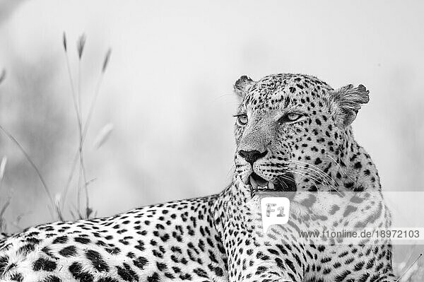A close-up of a leopard  Panthera pardus  looking to the side.