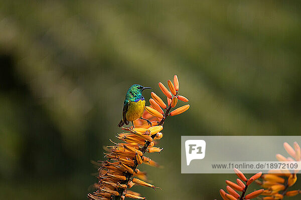 A Collared Sunbird  Hedydipna collaris  perched on an aloe flower.