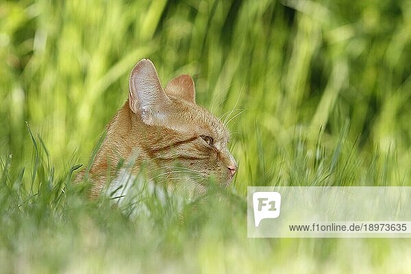 Junger rot getigerter Kater (Felis catus)  Portrait im hohen Gras  Nordrhein-Westfalen  Deutschland  Europa