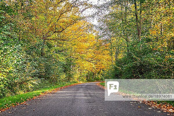 Waldweg umgeben von bunten Bäumen im Herbst