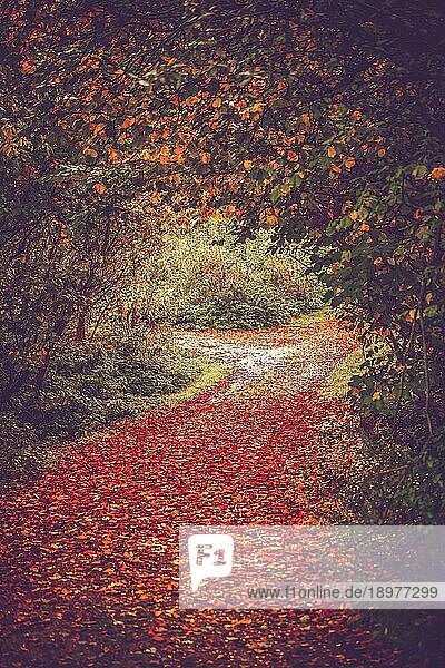 Herbstblätter auf einem Waldweg in schönen Farben
