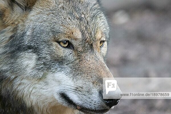 Ein Wolf schaut in seinem Waldgehege in einem Tierpark umher. Wölfe breiten sich in deutschen Wäldern wieder zunehmend aus.  Tierpark  Weilburg  Hessen  Deutschland  Europa
