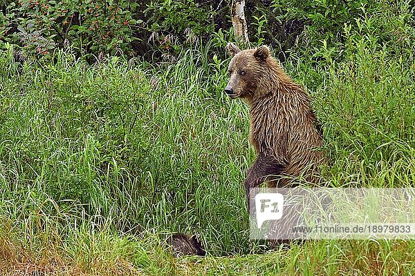 Braunbärin (Ursus arctos) steht auf den Hinterbeinen im hohen Gras und schaut in die Kamera  ihr Junges sitzt vor ihr  Lake Clarke Nationalpark  Alaska  USA  Nordamerika