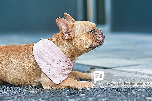Seitenansicht einer roten französischen Bulldogge mit einem rosa Kopftuch um den Hals