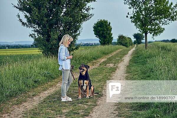 Attraktive junge Frau  die ihren Hund an einem Führgeschirr und an der Leine in einer ländlichen Landschaft auf einem Feldweg erzieht