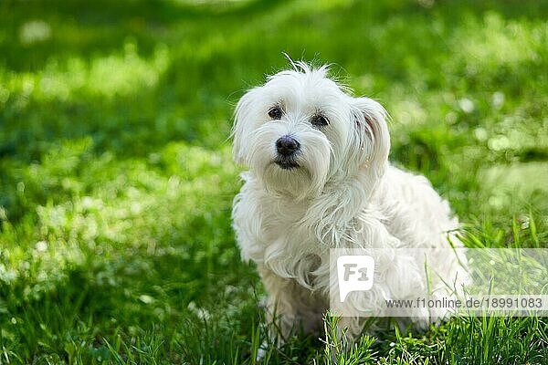 Niedlicher weißer Hund im Gras im Freien