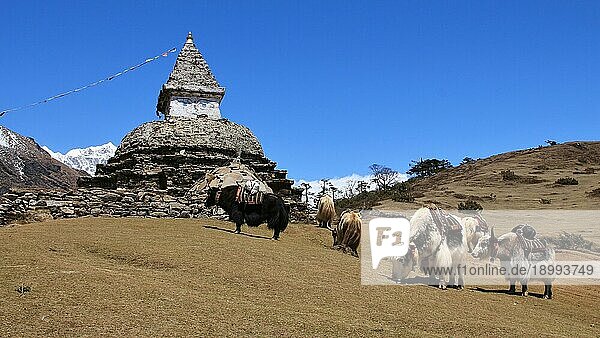 Szene in der Nähe von Namche Bazar  Everest Nationalpark. Yakherde und Stupa