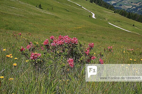 Schöne Alpenrosen